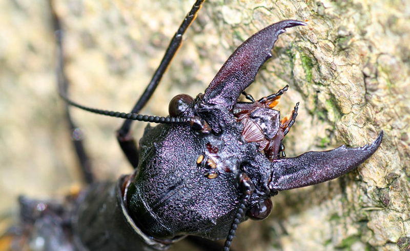 Illustration for article titled World's Largest Aquatic Insect Found In China